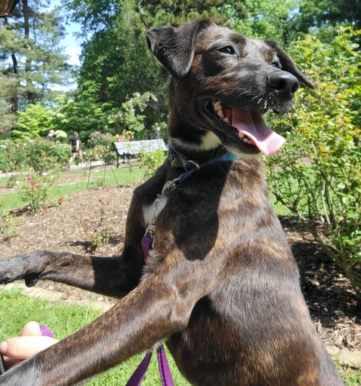 Mocha, an adopted Feist & Mountain Cur Mix in Bloomingdale, NJ_image-1