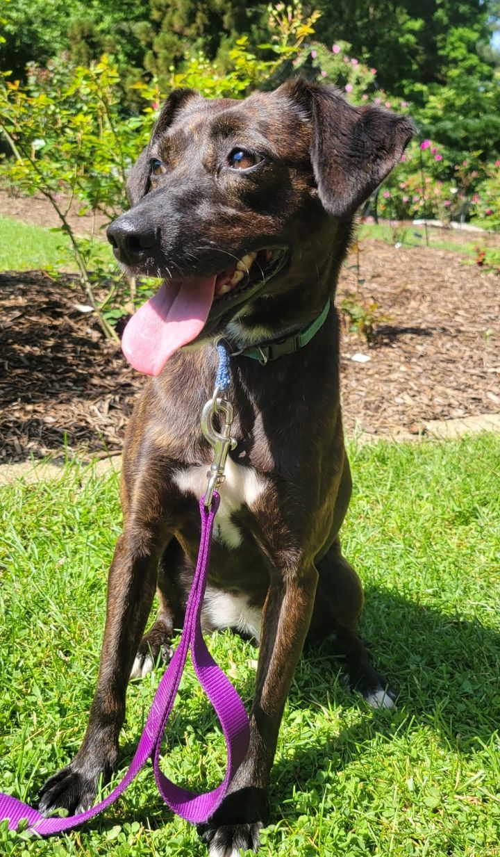 Mocha, an adopted Feist & Mountain Cur Mix in Bloomingdale, NJ_image-4