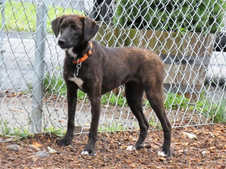 Mocha, an adopted Feist & Mountain Cur Mix in Bloomingdale, NJ_image-5