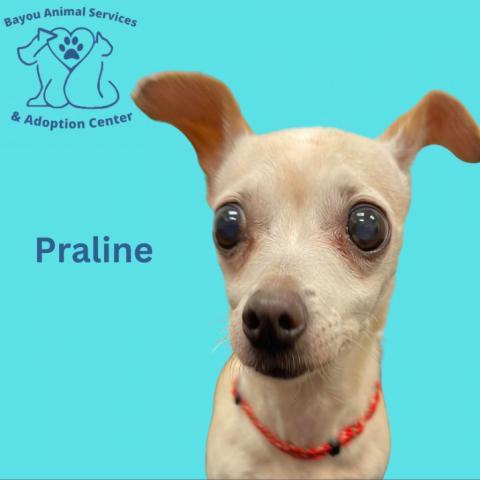 Praline