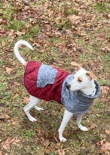 Isabel, a sweet young lady, more info added, an adoptable Labrador Retriever, Cattle Dog in Coventry, CT, 06238 | Photo Image 2