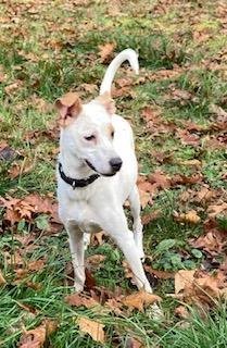Isabel, a sweet young lady, more info added, an adoptable Labrador Retriever, Cattle Dog in Coventry, CT, 06238 | Photo Image 3