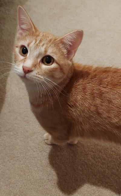 ~Fiona ~ Courtesy Posting, an adoptable Domestic Short Hair Mix in Moorhead, MN_image-3