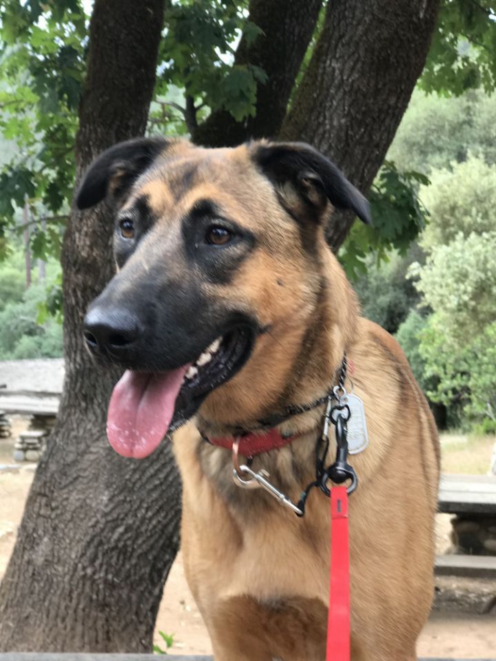 Dutch shepherd hot sale floppy ears