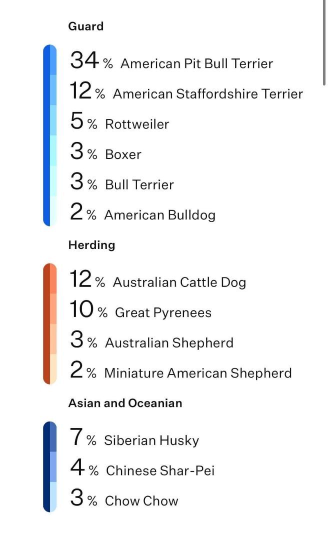 Sutton, an adoptable Pit Bull Terrier & Australian Cattle Dog / Blue Heeler Mix in Oklahoma City, OK_image-6