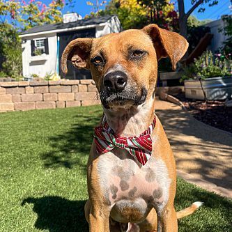 Arlo, an adoptable Black Mouth Cur Mix in Carlsbad, CA_image-1