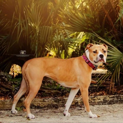 Charlie Girl, an adoptable Mixed Breed, Pit Bull Terrier in Jacksonville, FL, 32250 | Photo Image 4
