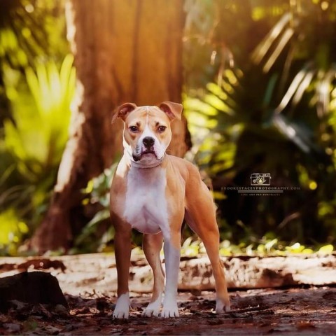 Charlie Girl, an adoptable Mixed Breed, Pit Bull Terrier in Jacksonville, FL, 32250 | Photo Image 5