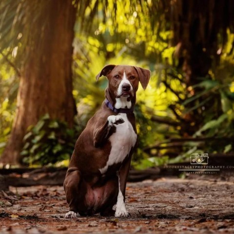 Kahlua (aka Coco), an adoptable Mixed Breed, Hound in Jacksonville, FL, 32250 | Photo Image 1