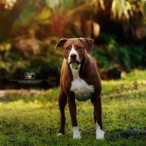 Kahlua (aka Coco), an adoptable Mixed Breed, Hound in Jacksonville, FL, 32250 | Photo Image 3