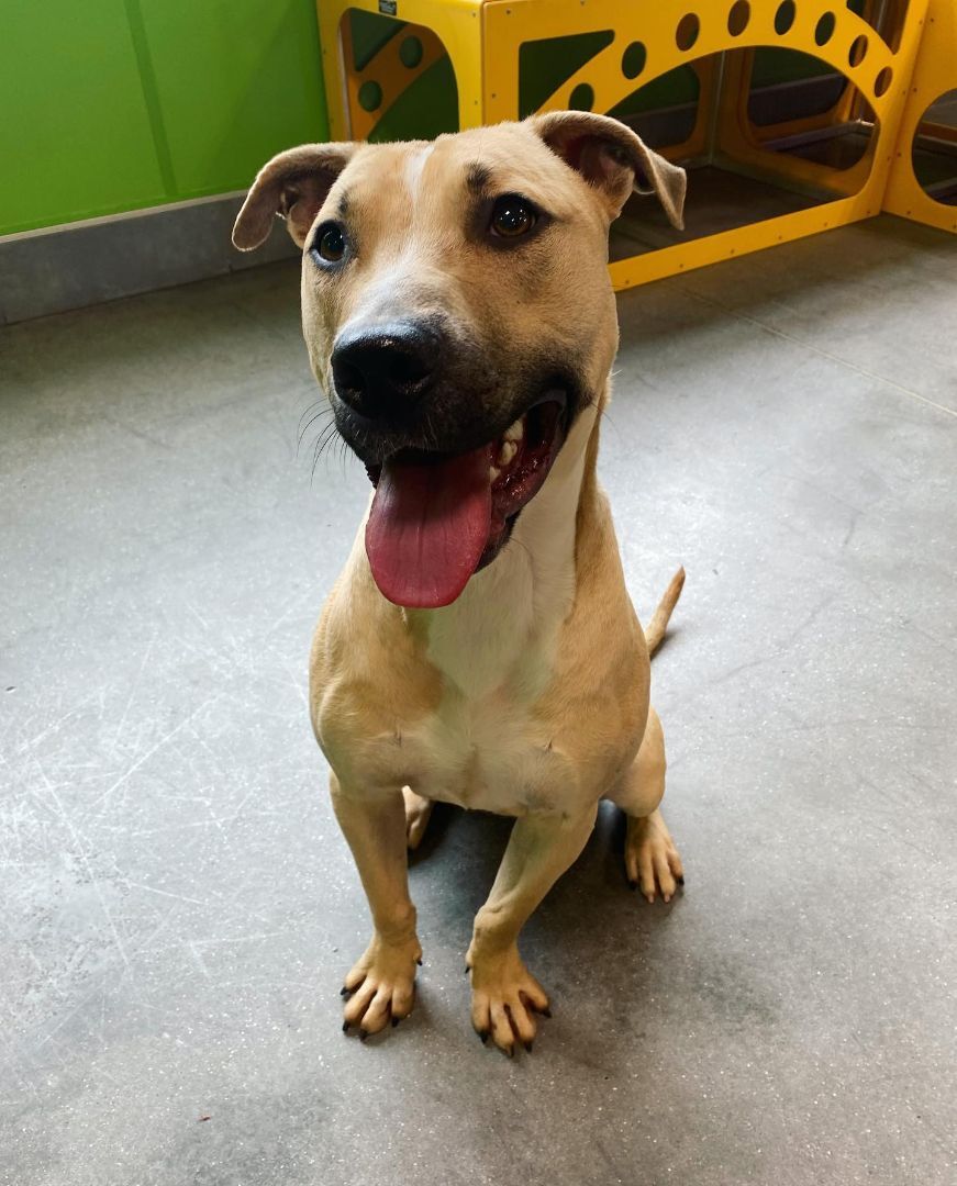 Mango , an adoptable Bull Terrier in Portland, OR, 97220 | Photo Image 1