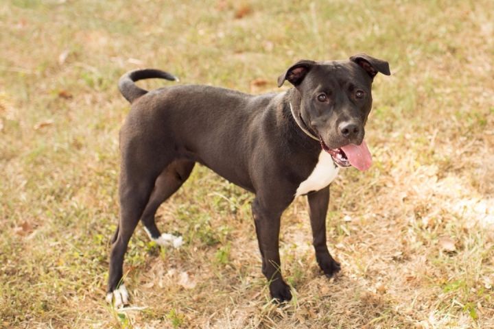 Raven (foster to adopt), an adoptable Pit Bull Terrier & American Staffordshire Terrier Mix in White Lake, MI_image-2