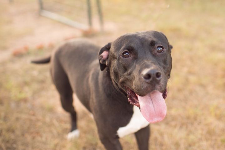 Raven (foster to adopt), an adoptable Pit Bull Terrier & American Staffordshire Terrier Mix in White Lake, MI_image-3