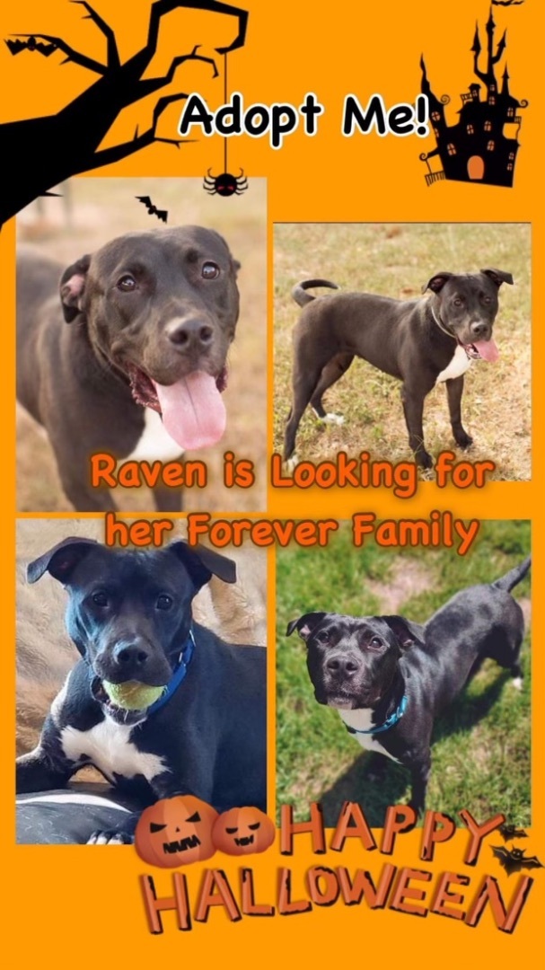 Raven (foster to adopt) 4