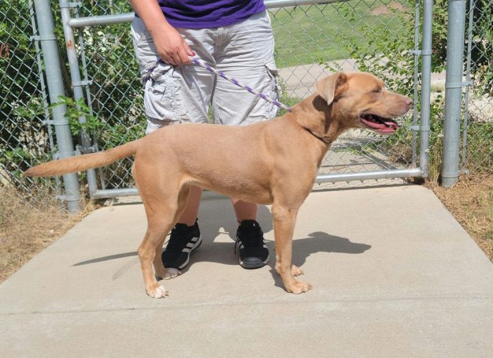 Kimber, an adoptable American Staffordshire Terrier Mix in Newcastle, OK_image-4