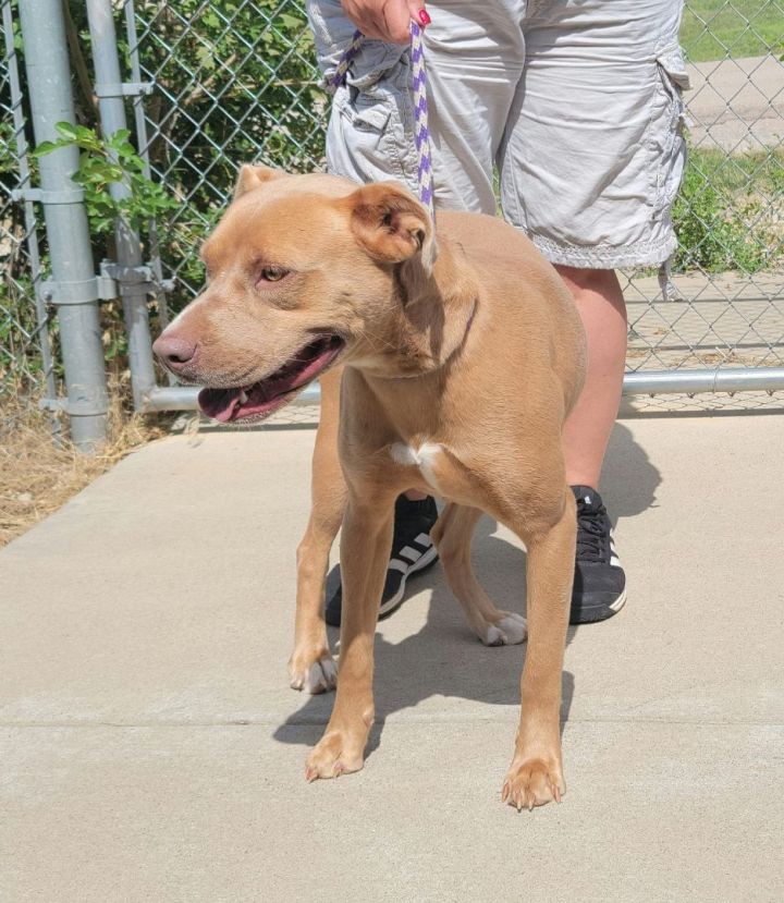 Kimber, an adoptable American Staffordshire Terrier Mix in Newcastle, OK_image-6