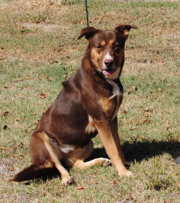 Dog for adoption Reba, an Australian Shepherd Mix in Parsons, KS