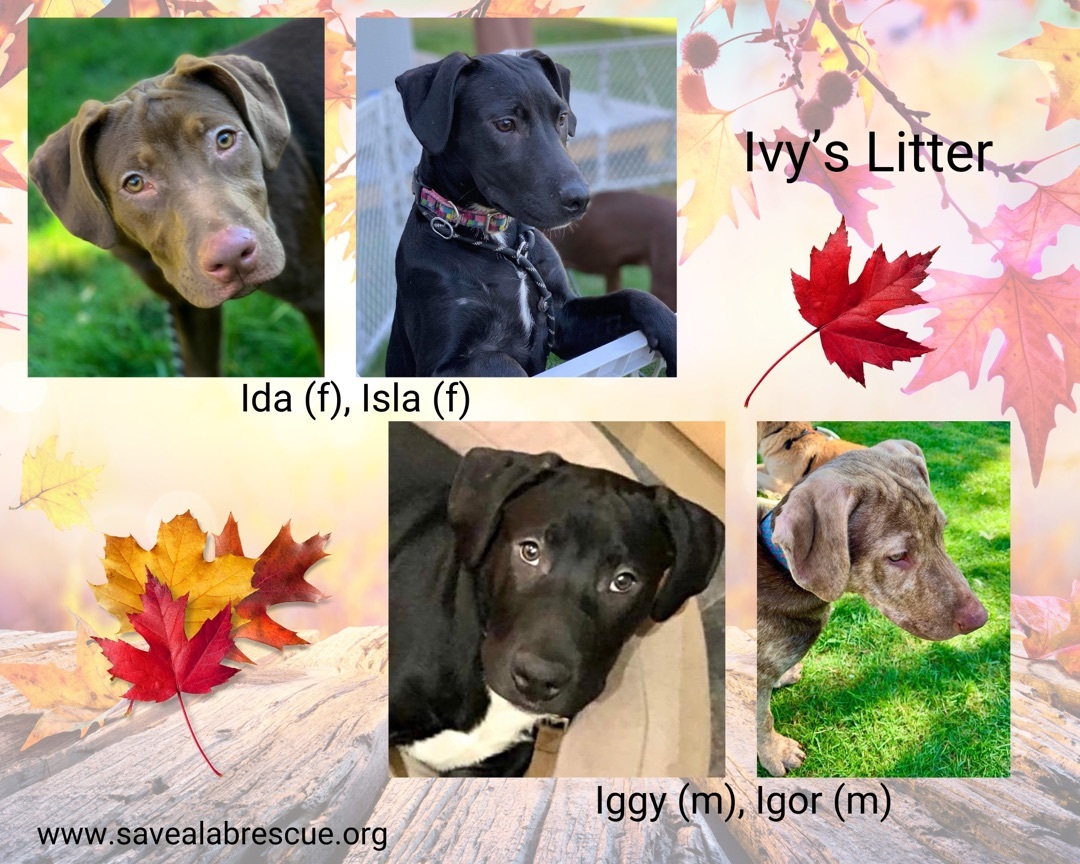 Ivy s Litter