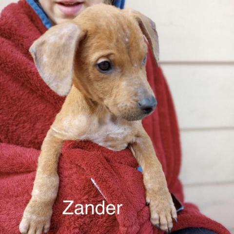 Zander