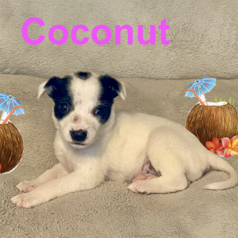Coconut (Nutty Litter)