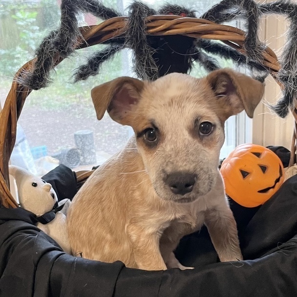 Lollipop (Halloween Pups)