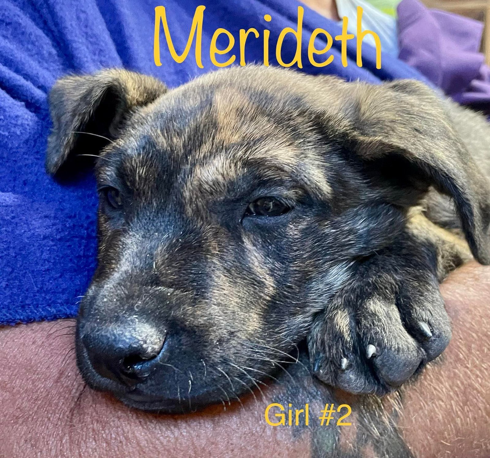 Merideth