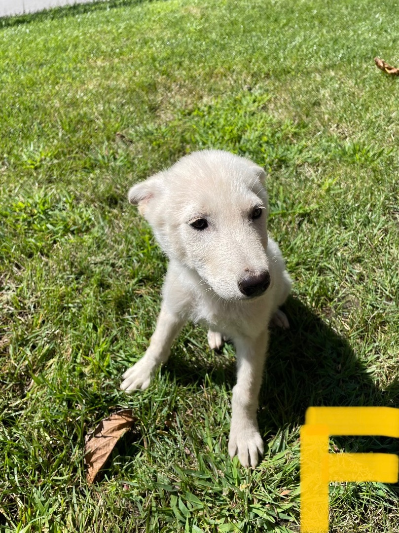 2 Shepherd/Husky Puppies