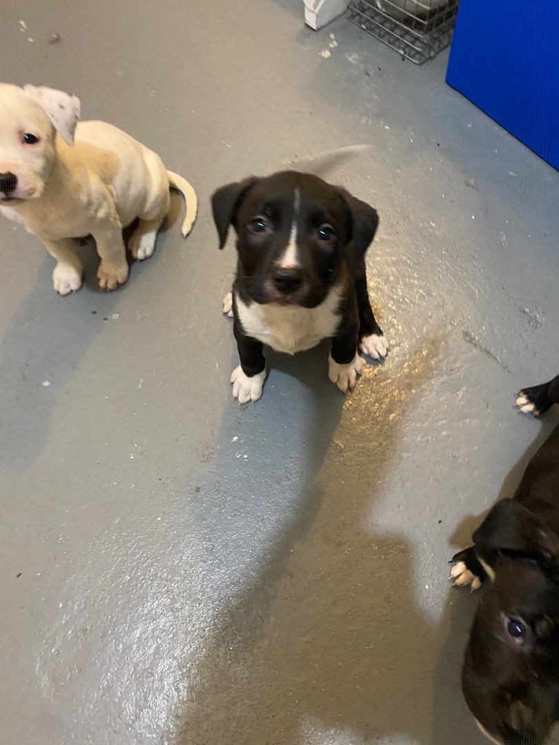 Litter of Pittie pups