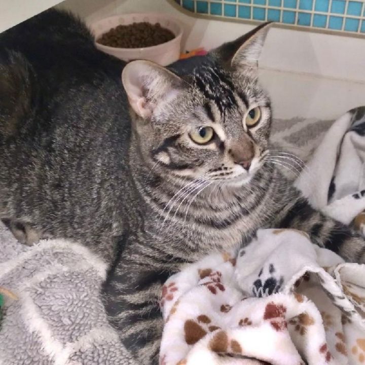 Cat for adoption Tom Vallejo Petco an Abyssinian Tabby Mix