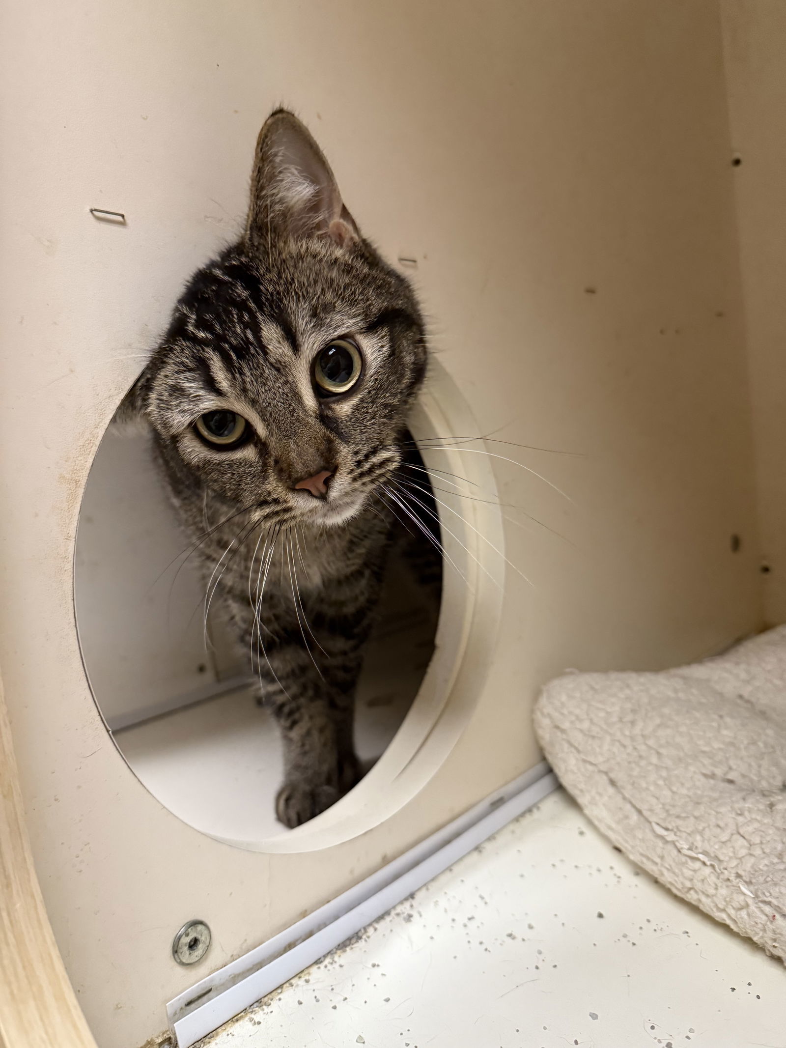 Tom Napa Petco, an adoptable Abyssinian, Tabby in Vallejo, CA, 94591 | Photo Image 2