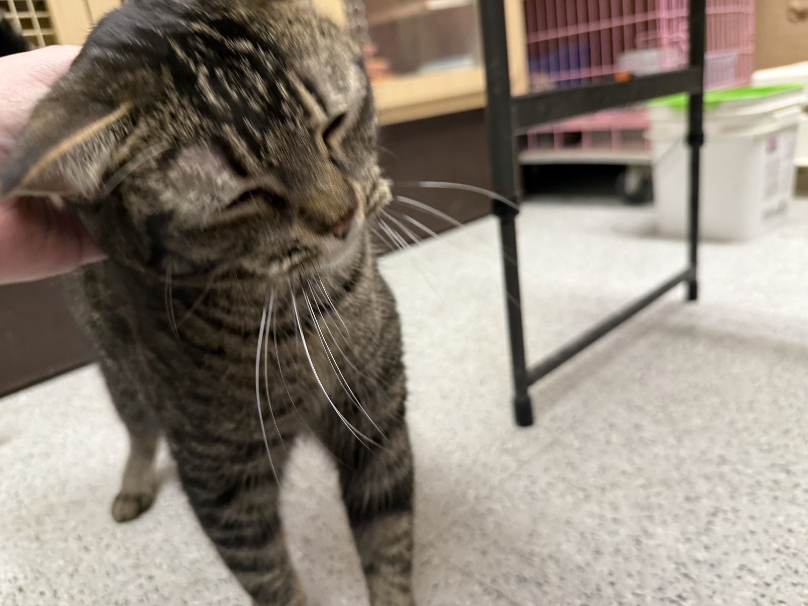 Tom Napa Petco, an adoptable Abyssinian, Tabby in Vallejo, CA, 94591 | Photo Image 3