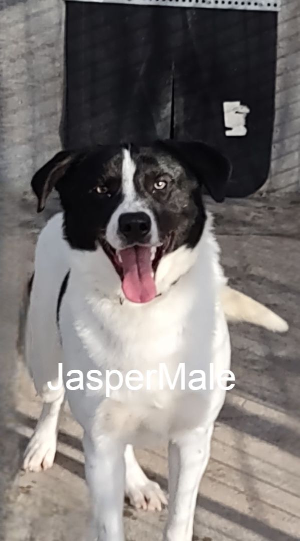 Jasper, an adoptable Labrador Retriever in Yates Center, KS, 66783 | Photo Image 1