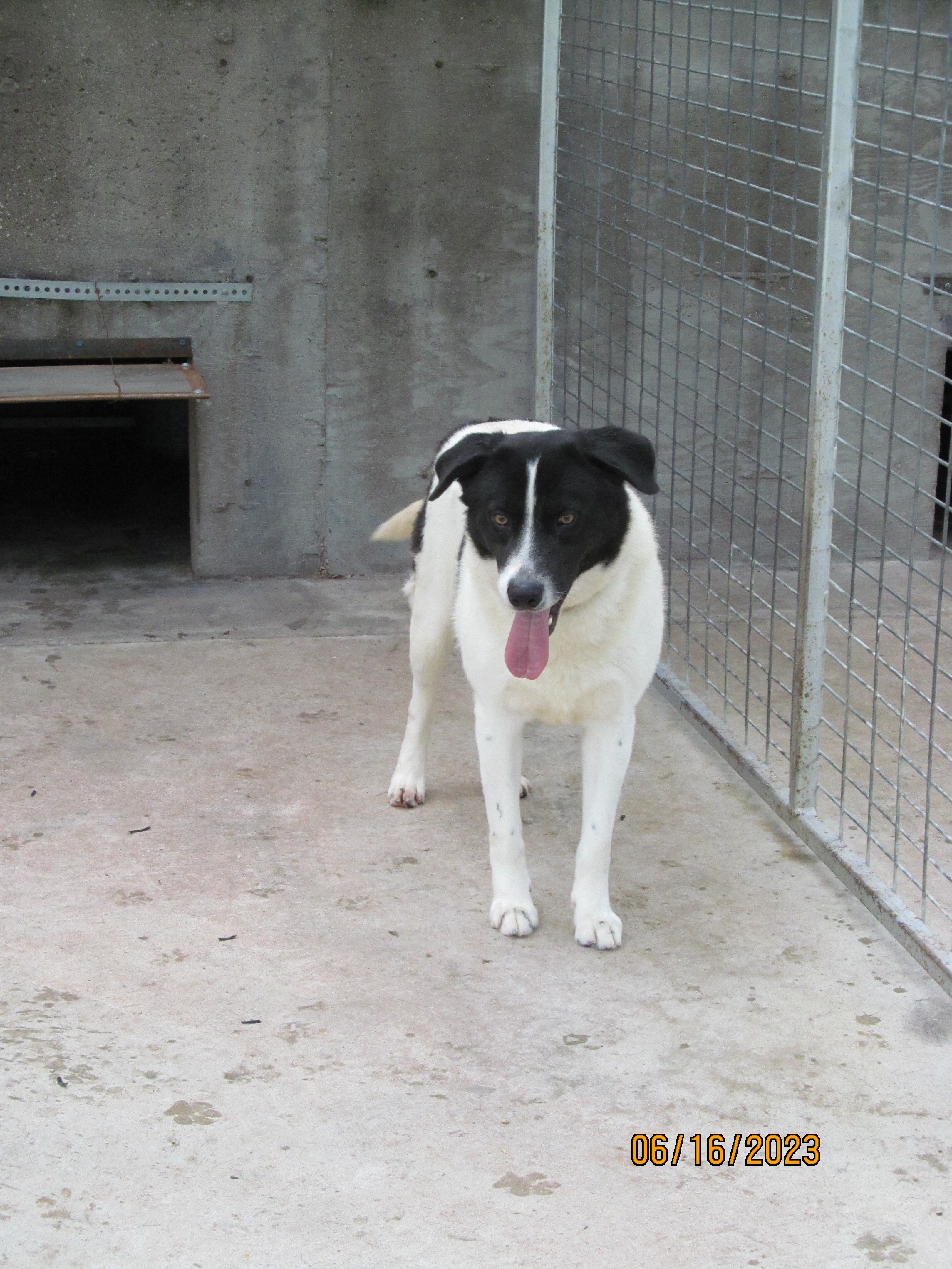 Jasper, an adoptable Labrador Retriever in Yates Center, KS, 66783 | Photo Image 3