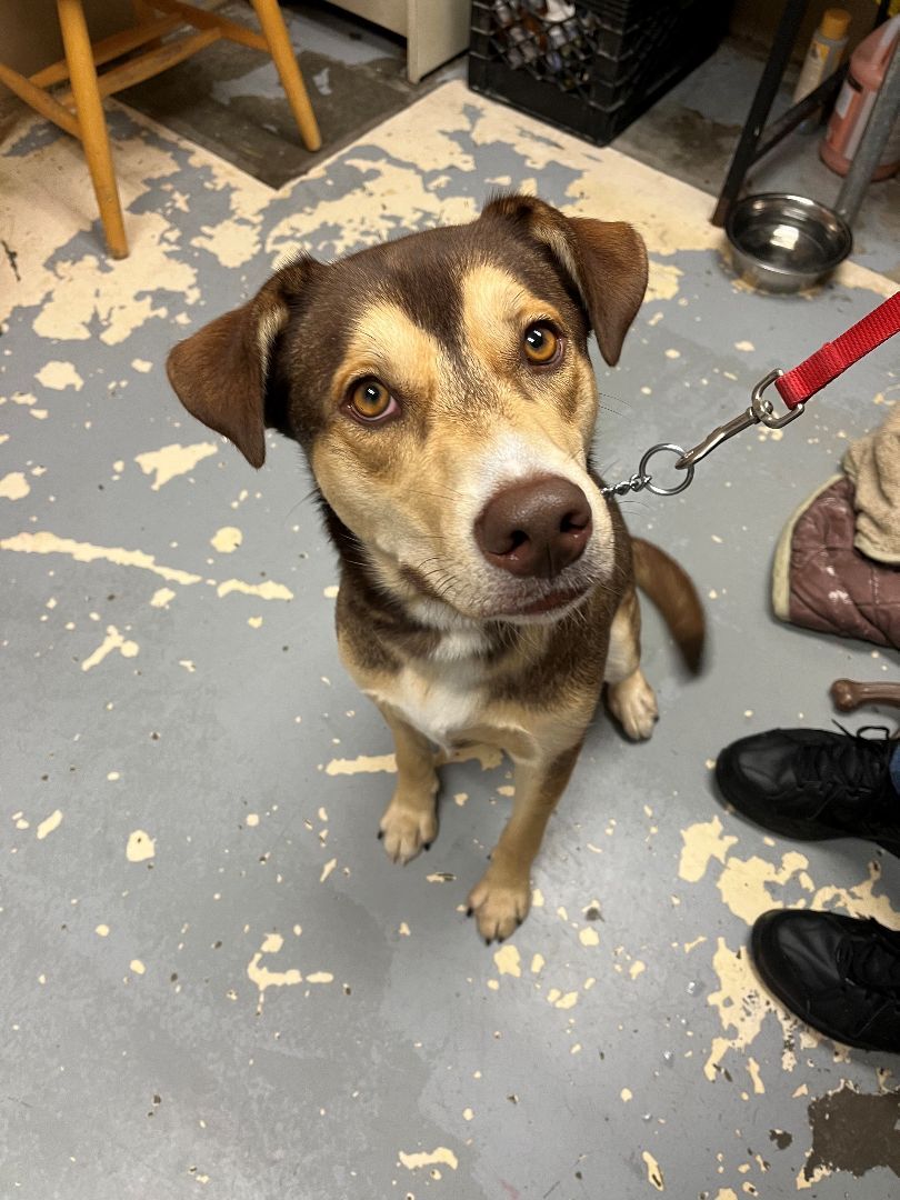 Leo, an adoptable Husky, Shepherd in East Northport, NY, 11731 | Photo Image 1