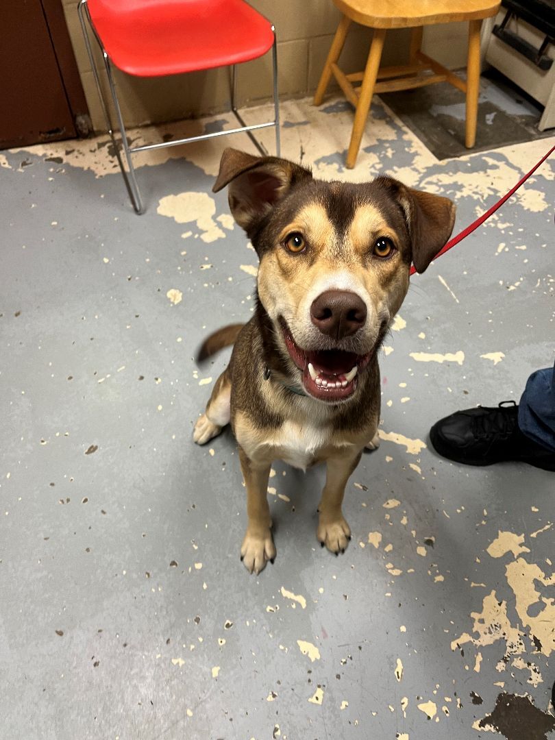 Leo, an adoptable Husky, Shepherd in East Northport, NY, 11731 | Photo Image 2