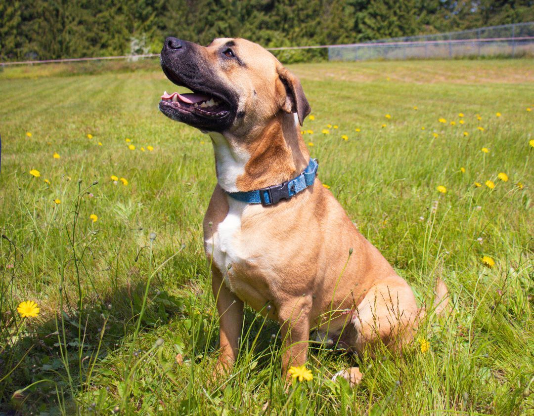 Norman, an adoptable Pit Bull Terrier, Labrador Retriever in Port Angeles, WA, 98363 | Photo Image 1