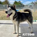 MAVERICK's profile on Petfinder.com