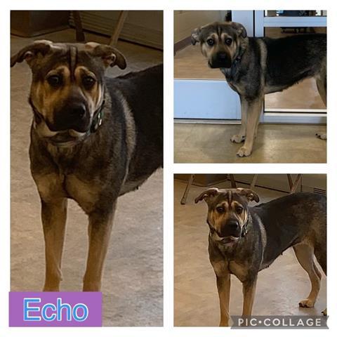 ECHO