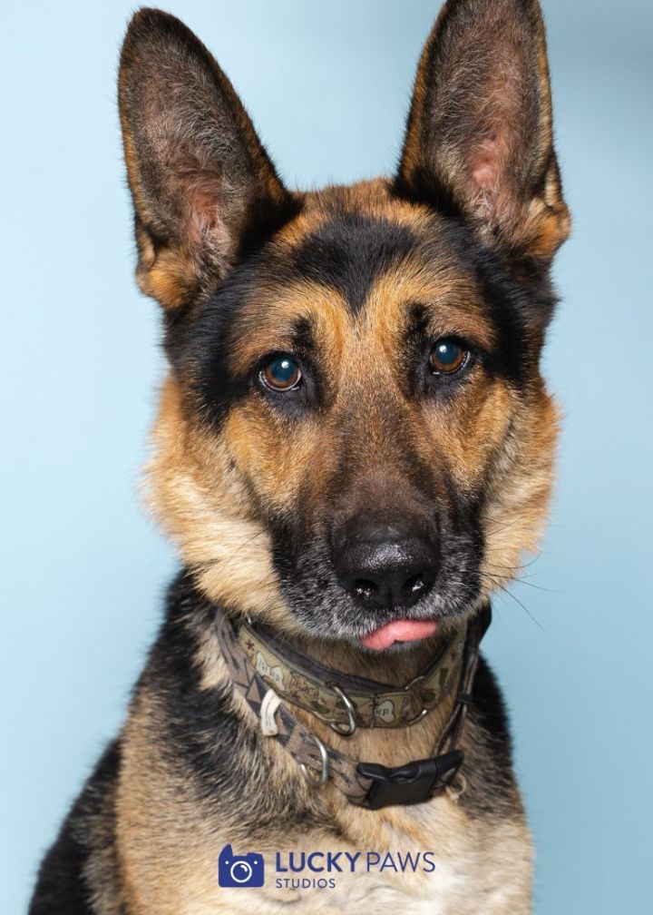 Angus, an adoptable German Shepherd Dog in The Dalles, OR_image-2