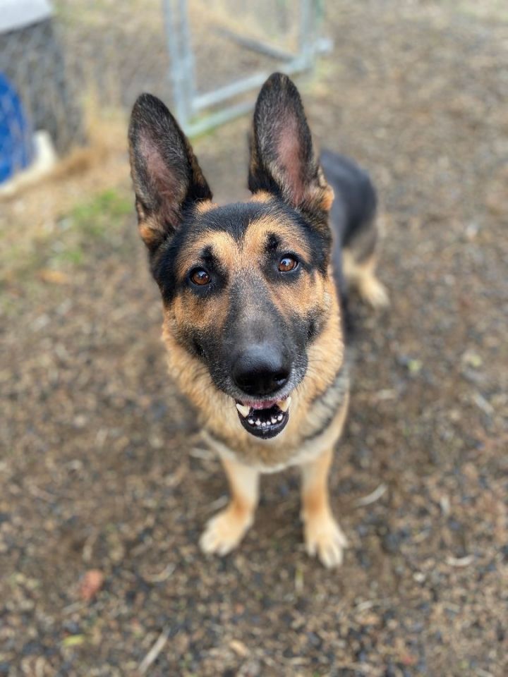 Angus, an adoptable German Shepherd Dog in The Dalles, OR_image-1