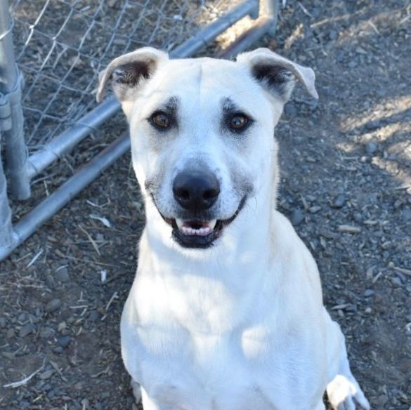Bella, an adoptable Labrador Retriever Mix in The Dalles, OR_image-1