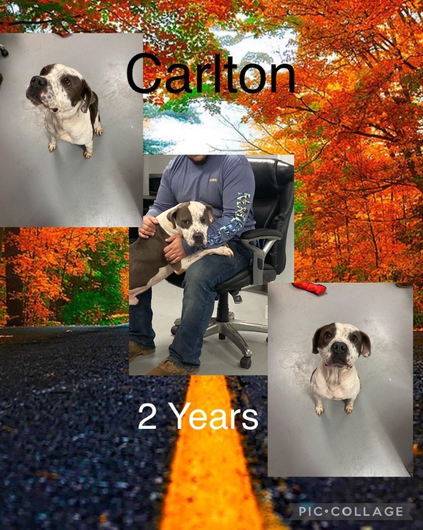 Carlton