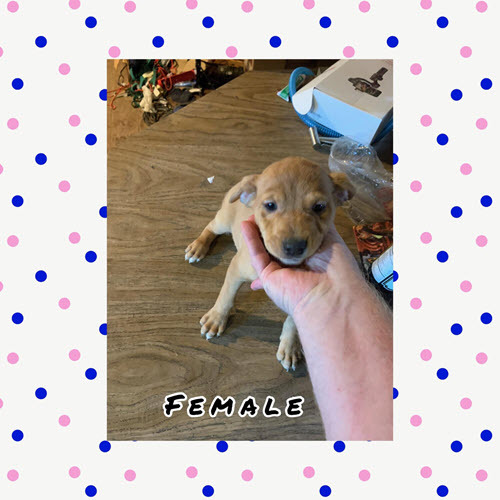 Mt. Pleasant, MS - 6 Puppies Available