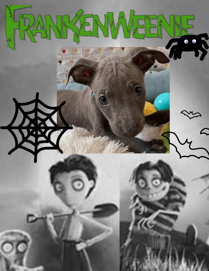 Frankenweenie