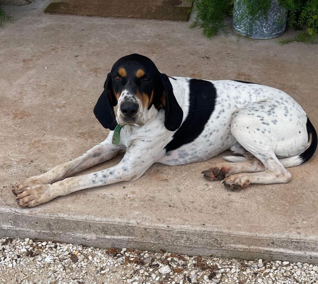 Hank Mid Age Englsih Coonhound for Adoption