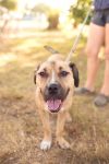 Amelia (foster to adopt)