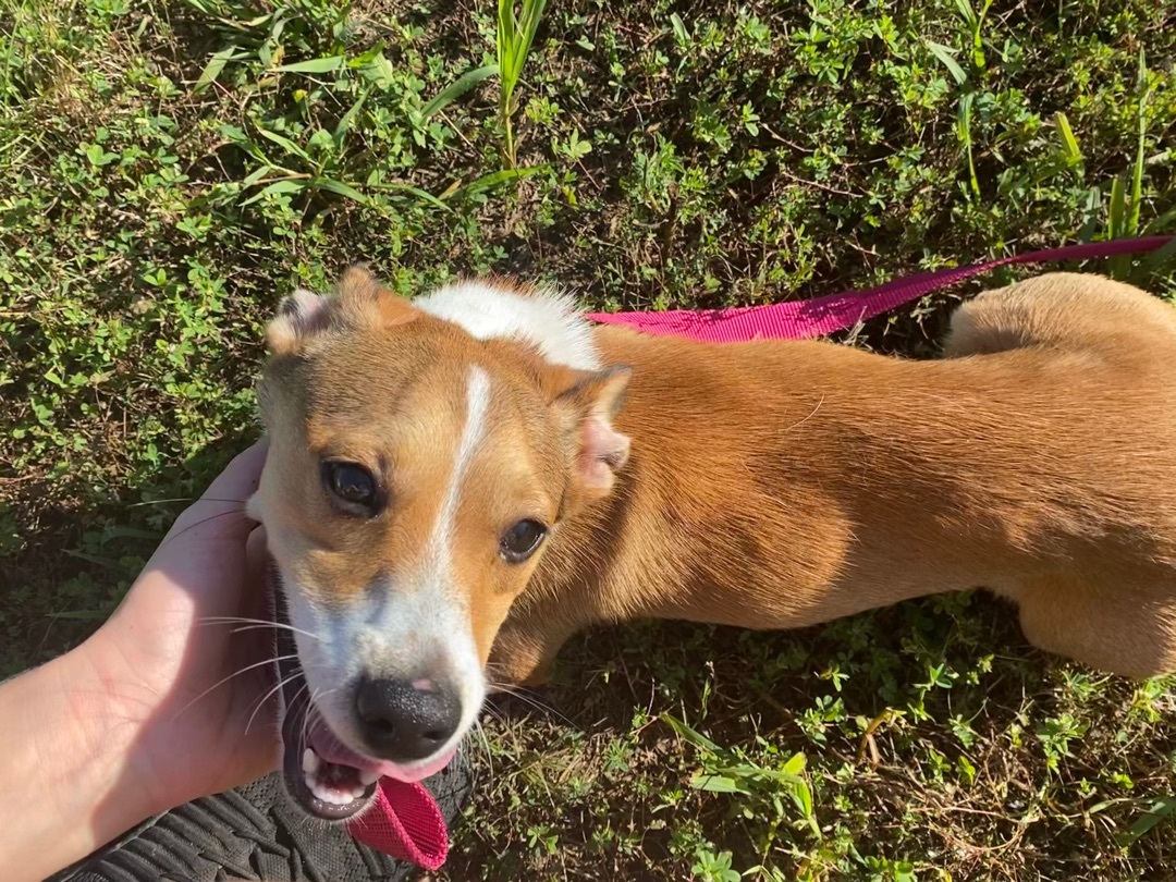 Copper, an adoptable Corgi, Jack Russell Terrier in Petersburg, IL, 62675 | Photo Image 2