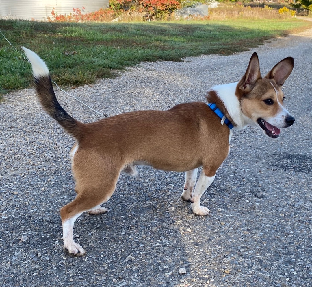 Copper, an adoptable Corgi, Jack Russell Terrier in Petersburg, IL, 62675 | Photo Image 1