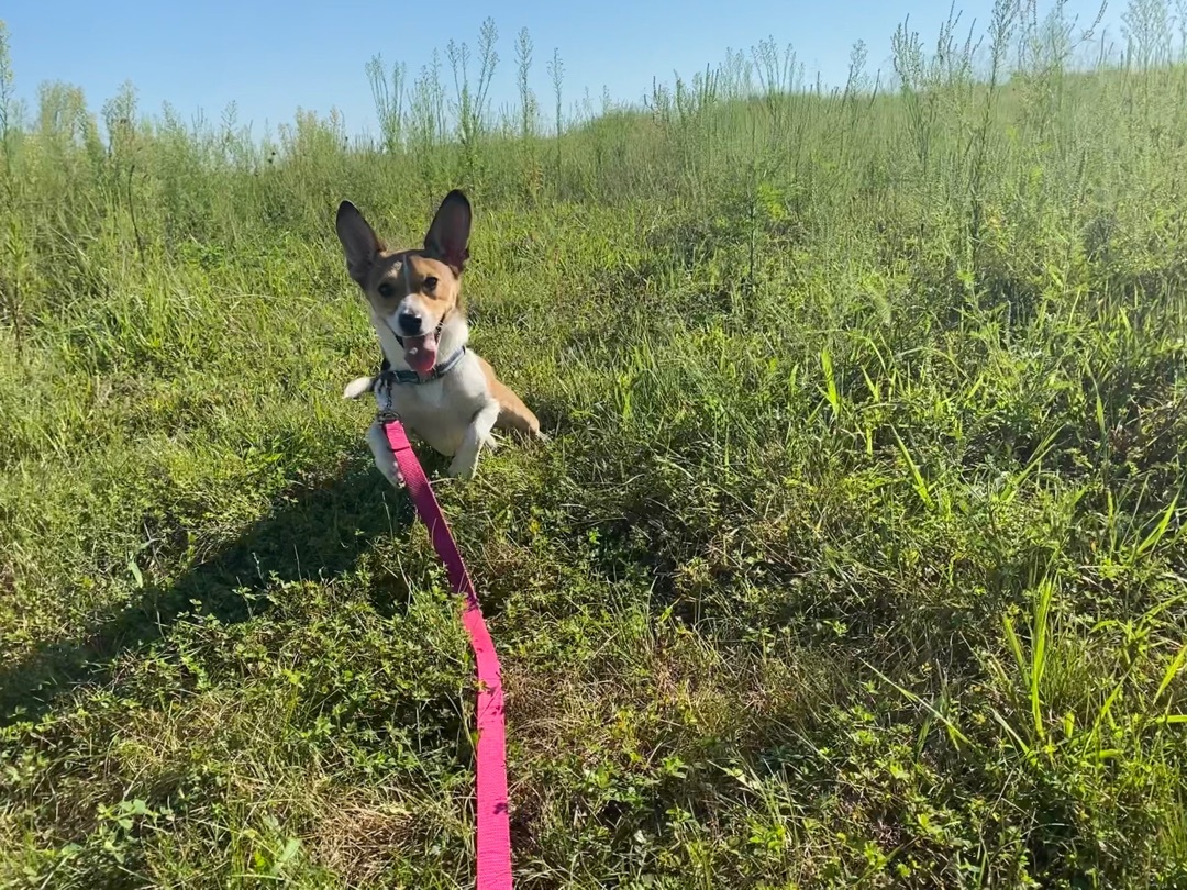 Copper, an adoptable Corgi, Jack Russell Terrier in Petersburg, IL, 62675 | Photo Image 3