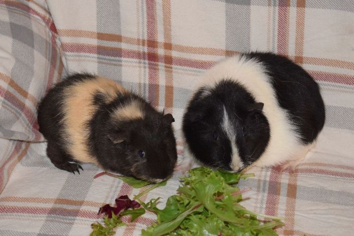 Guinea pig outlet dandelion